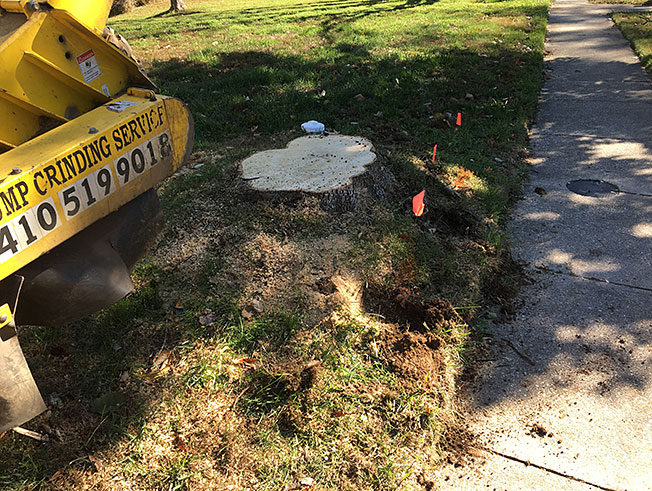 Commercial Stump Grinding and Removal